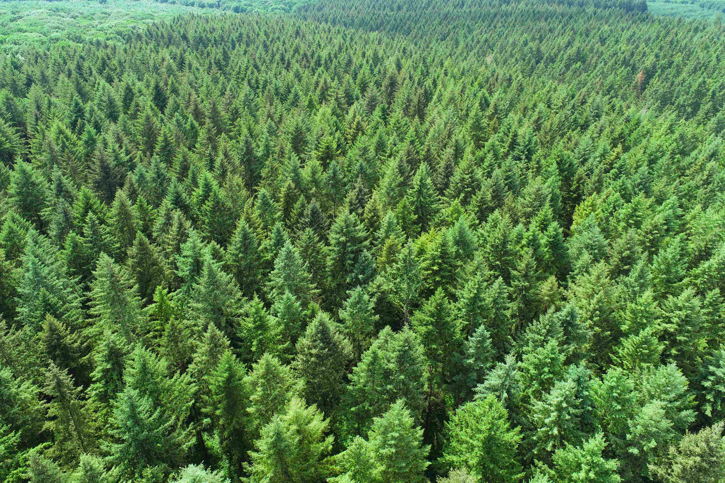 Foresterie